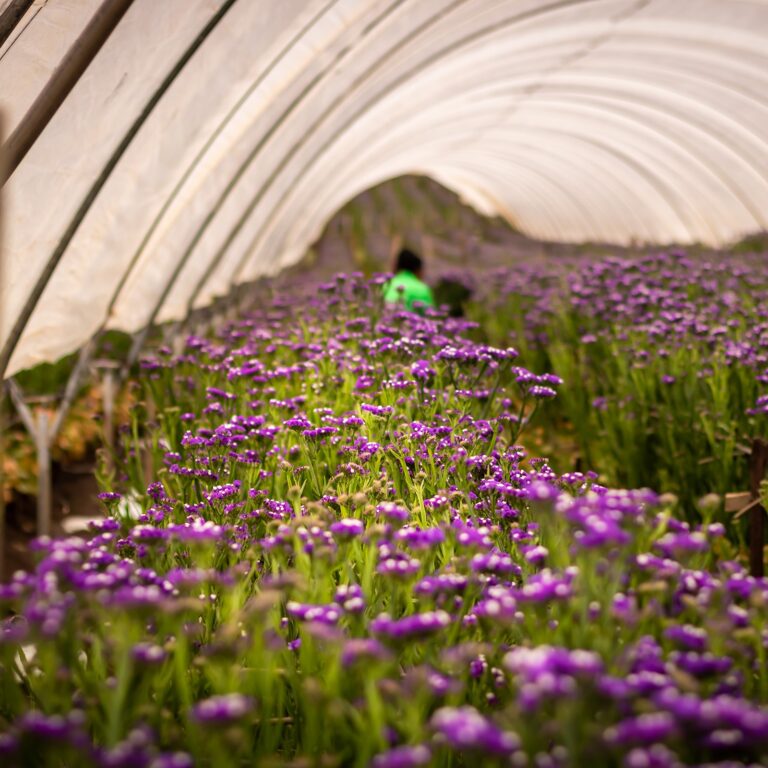 5 AMAZING FLOWER FARMS TO VISIT IN AFRICA