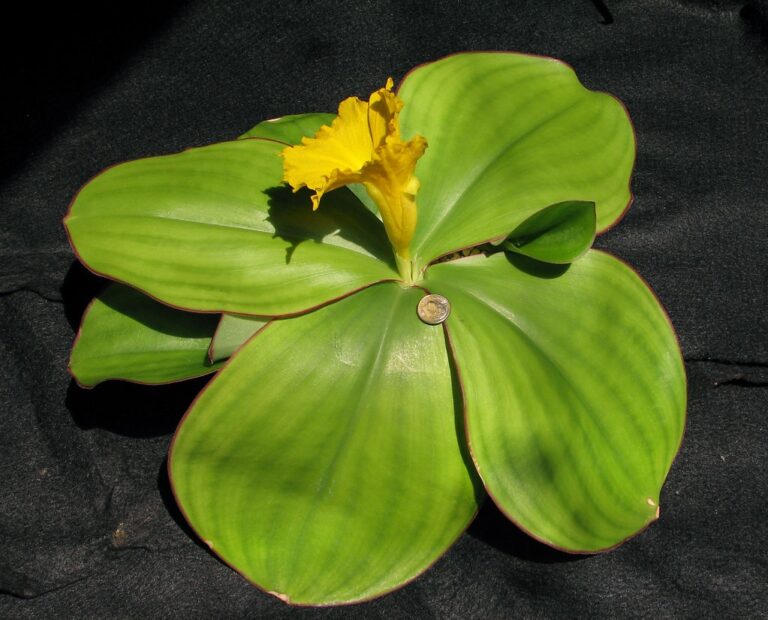 COSTUS SPECTABILIS- NIGERIA’S NATIONAL FLOWER